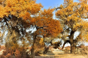 传奇sf实木阵高效练级全攻略